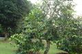 black sapote